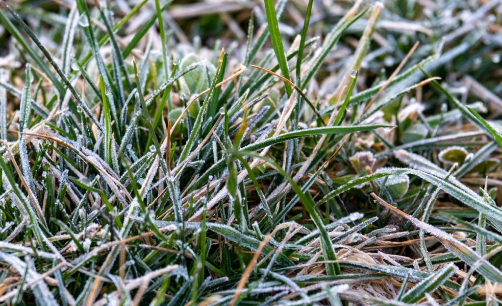 Den Rasen im Winter gesund halten Unsere 8 besten Tipps