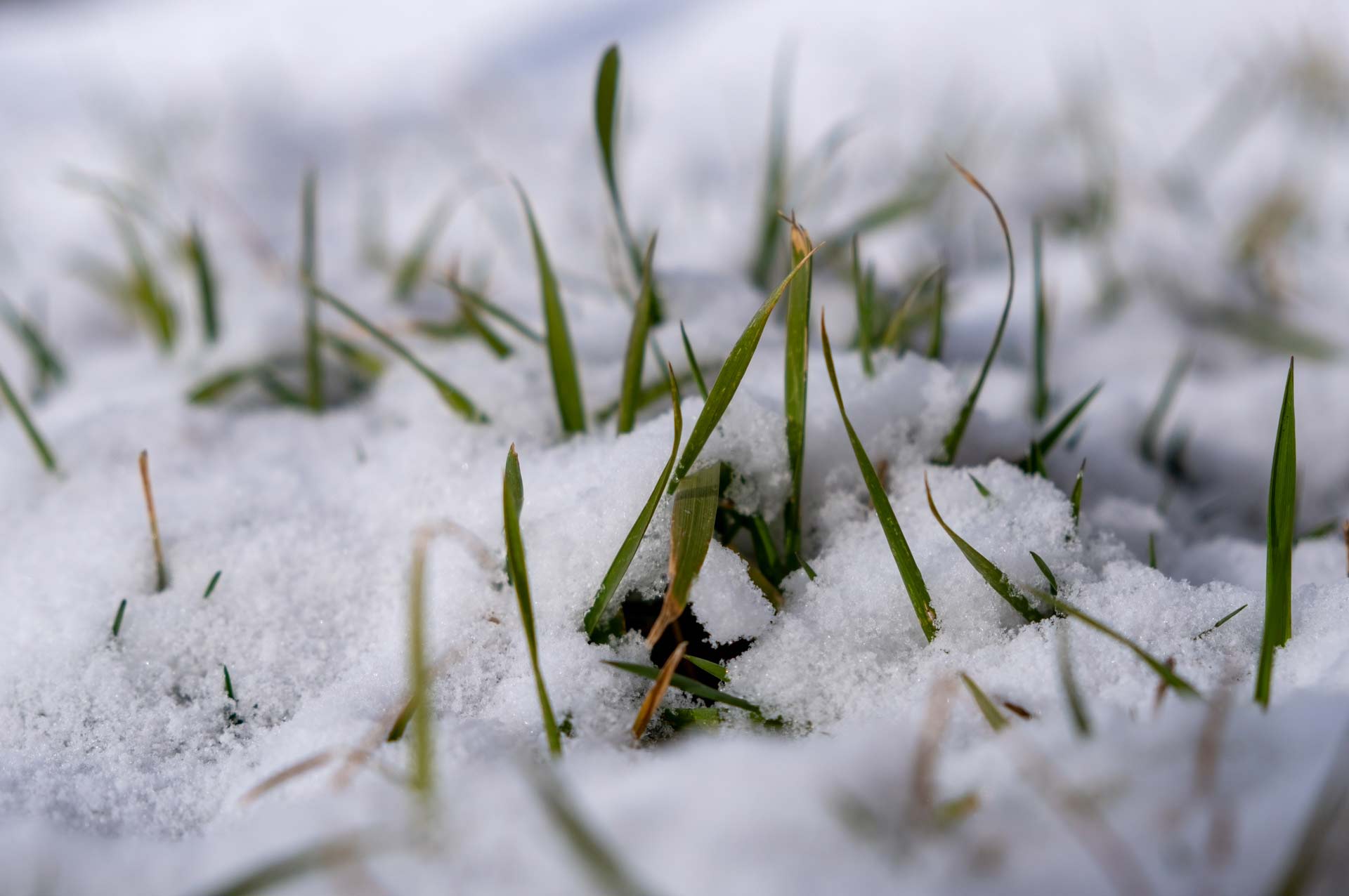 Rasen im Winter gießen? Grass and Soil