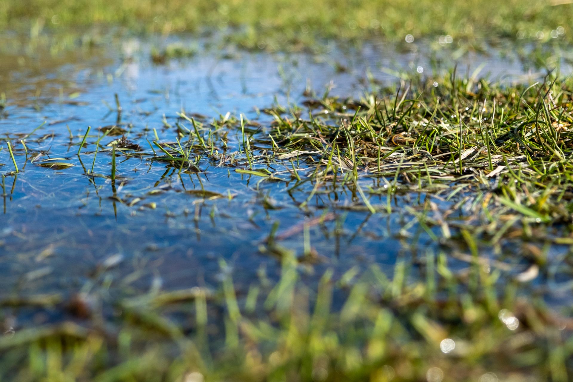 Rasenprobleme erkennen und beheben Grass and Soil