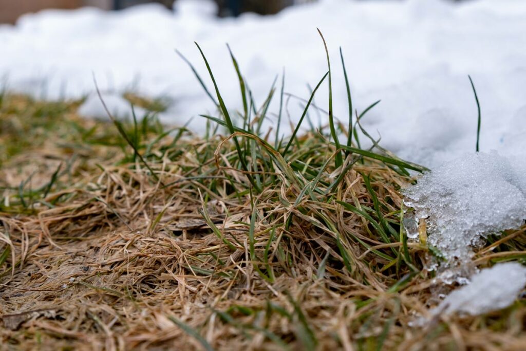 Schwerer Fall einer Schneeschimmel - Infektion