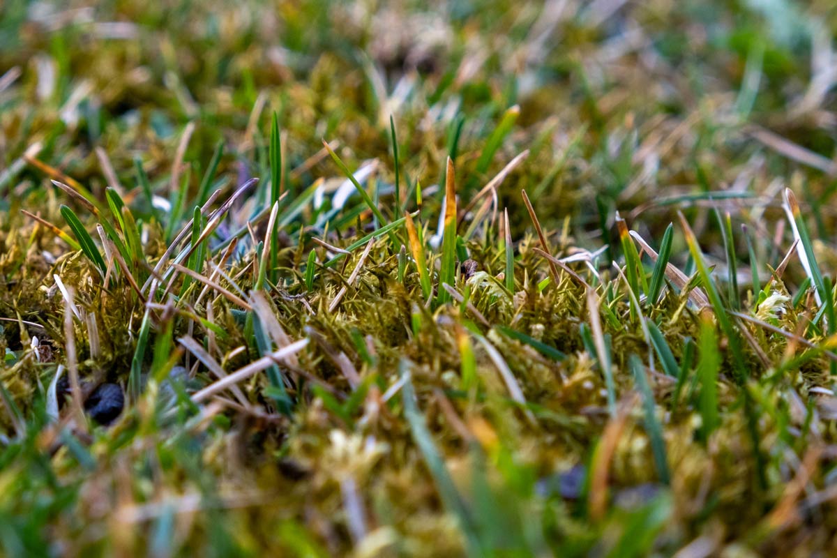 Schonende Rasenpflege statt Vertikutieren Tipps & Tricks Grass and Soil