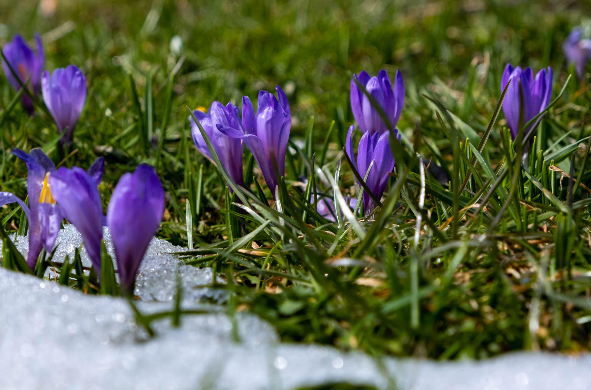 Rasenpflege im Frühjahr: Die ultimativen Tipps für einen sattgrünen Rasen