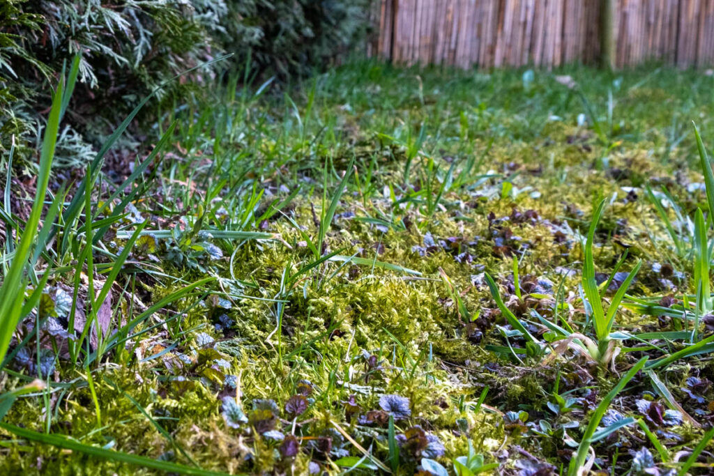 Moos ist ein Hinweis auf Nährstoffmangel im Rasen