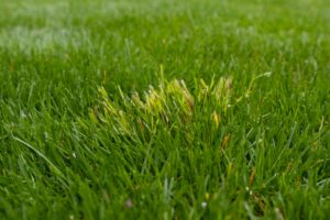 Poa Annua ist ein lästiges hellgrünes Fremdgras im Rasen. Was kann man tun?