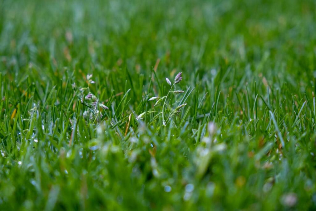 Poa Annua blüht schon bei wenigen Zentimetern Rasenhöhe, um sich schnell auszubreiten