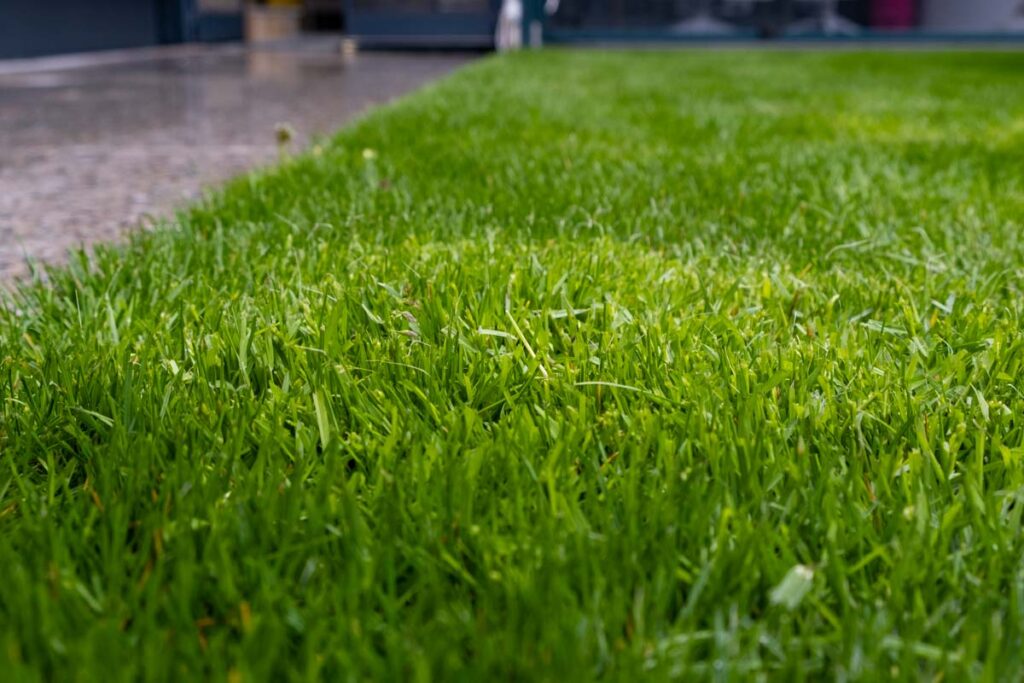 Poa Annua breitet sich invasiv aus und verdrängt die anderen Rasengräser