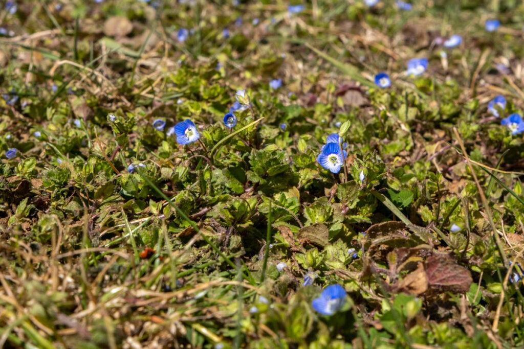 Vergiss mein Nicht - Unkraut kann naturschonend behandelt werden.