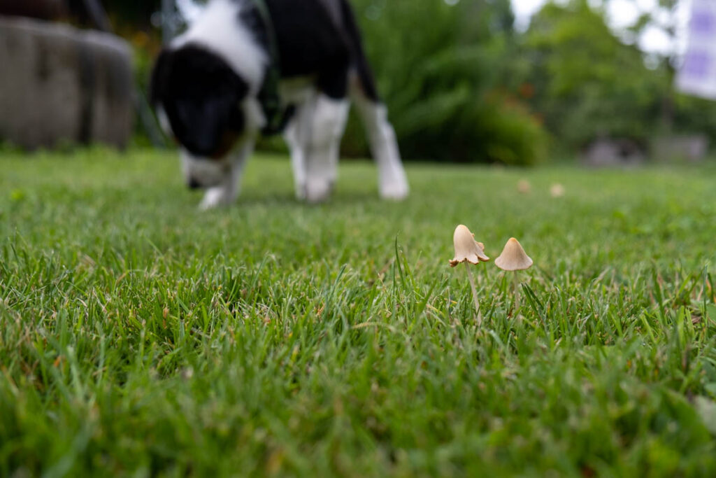 Pilze im Rasen können eine ernsthafte Bedrohung für die Gesundheit von Hunden darstellen.