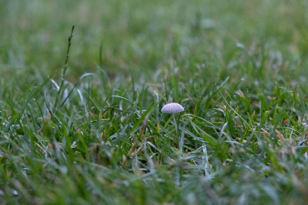 Pilze sind wichtige Bestandteile des Ökosystems und das Wachstum von Hutpilzen im Rasen kann als Zeichen für Bodengesundheit gedeutet werden