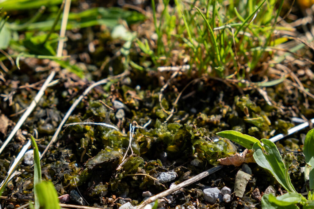 Cyanobakterien (Blaualgen) können glitschig und toxisch sein.