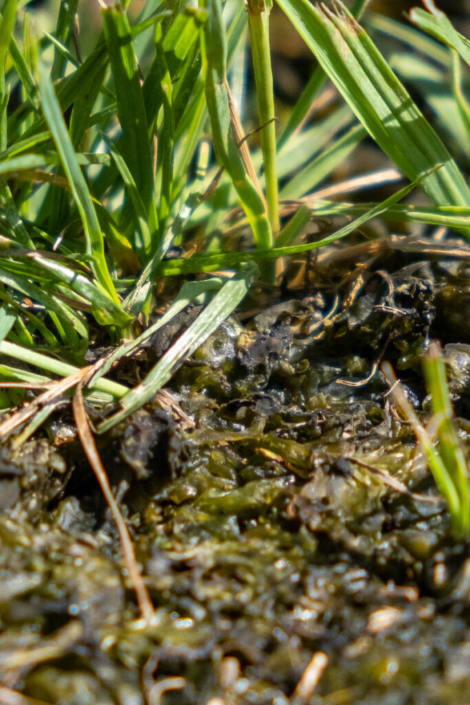 Cyanobakterien (Blaualgen) können glitschig und toxisch sein.