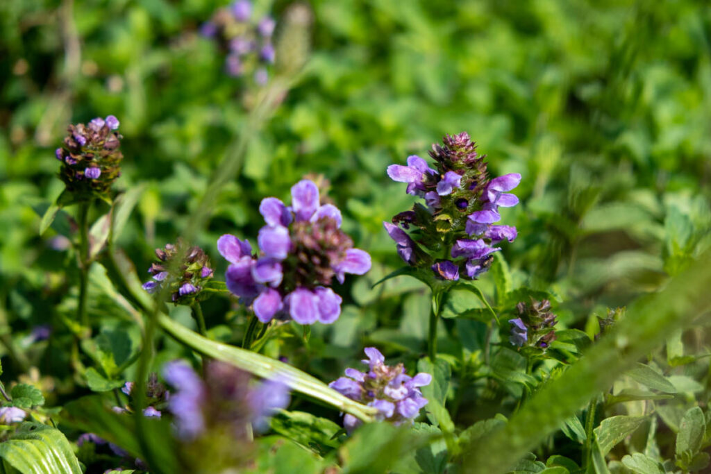 Die Blüte der Braunelle besteht aus einer zylindrischen Ähre.