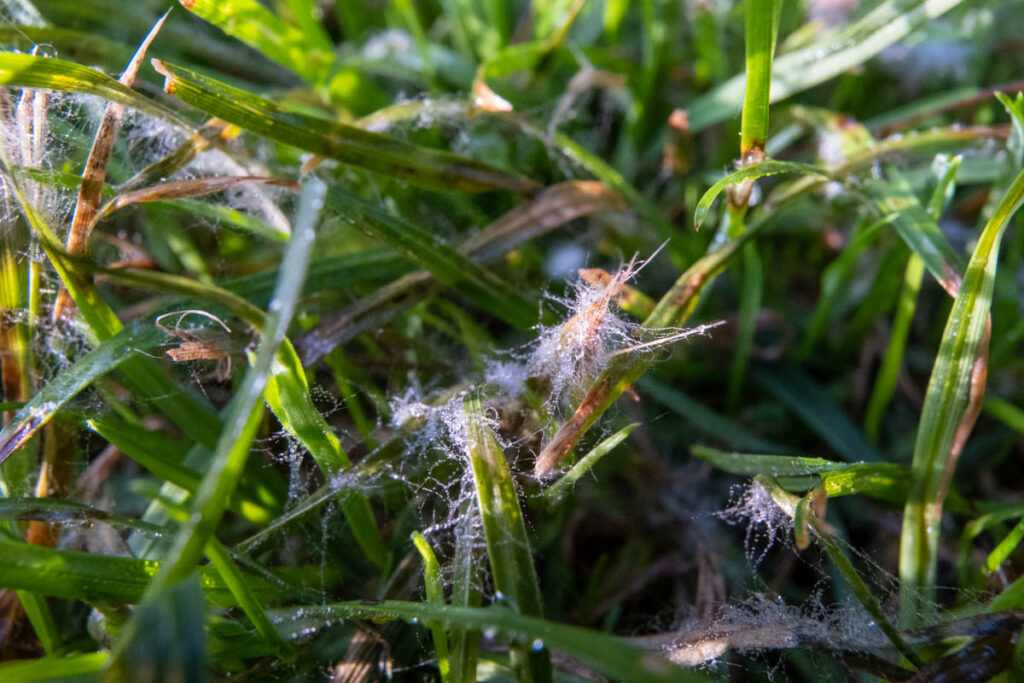 Spinnennetze im Rasen sind ein Zeichen für die Pilzerkrankung Dollarspot. Erkenne die Anzeichen frühzeitig.