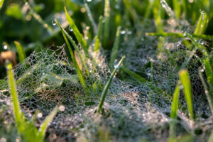 Spinnennetze im Rasen sind ein Zeichen für die Pilzerkrankung Dollarspot. Erkenne die Anzeichen frühzeitig.