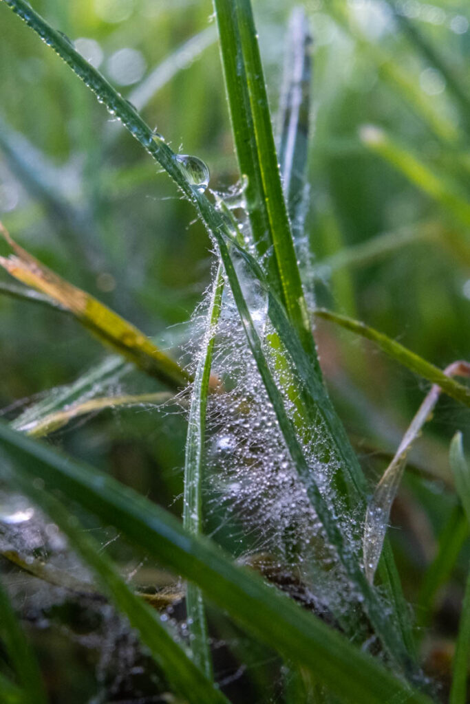 Spinnennetze im Rasen sind ein Zeichen für die Pilzerkrankung Dollarspot. Erkenne die Anzeichen frühzeitig.