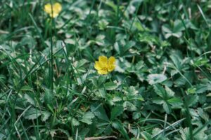 Kriechendes Fingerkraut im Rasen: Identifizieren und Bekämpfen