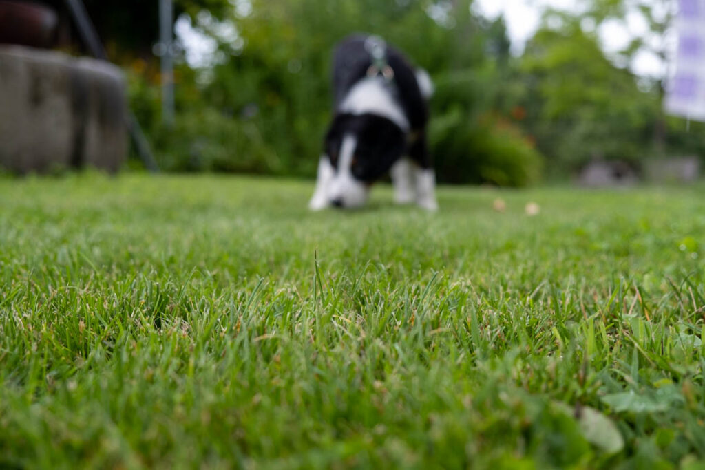 Wie kann man braune Flecken im Rasen durch Hunde-Urin verhindern und reparieren? Nutzen Sie die Expertise von Hundetrainer Andreas Klarl und bringe Deinen Hund und Rasen in Einklang.