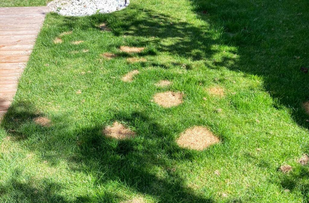 Braune Flecken im Rasen können durch Hundeurin verursacht werden. Wir geben Tipps zur Vermeidung und Behandlung.