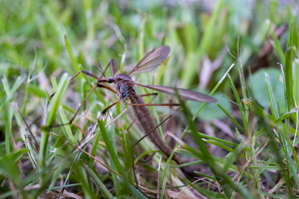 Wiesenschnaken (Tipula paludosa) sind Insekten mit langen, dünnen Körpern und Beinen. Sie haben eine Länge von 1,5 bis 3 cm, eine graubraune Farbe und besitzen zwei Flügel.