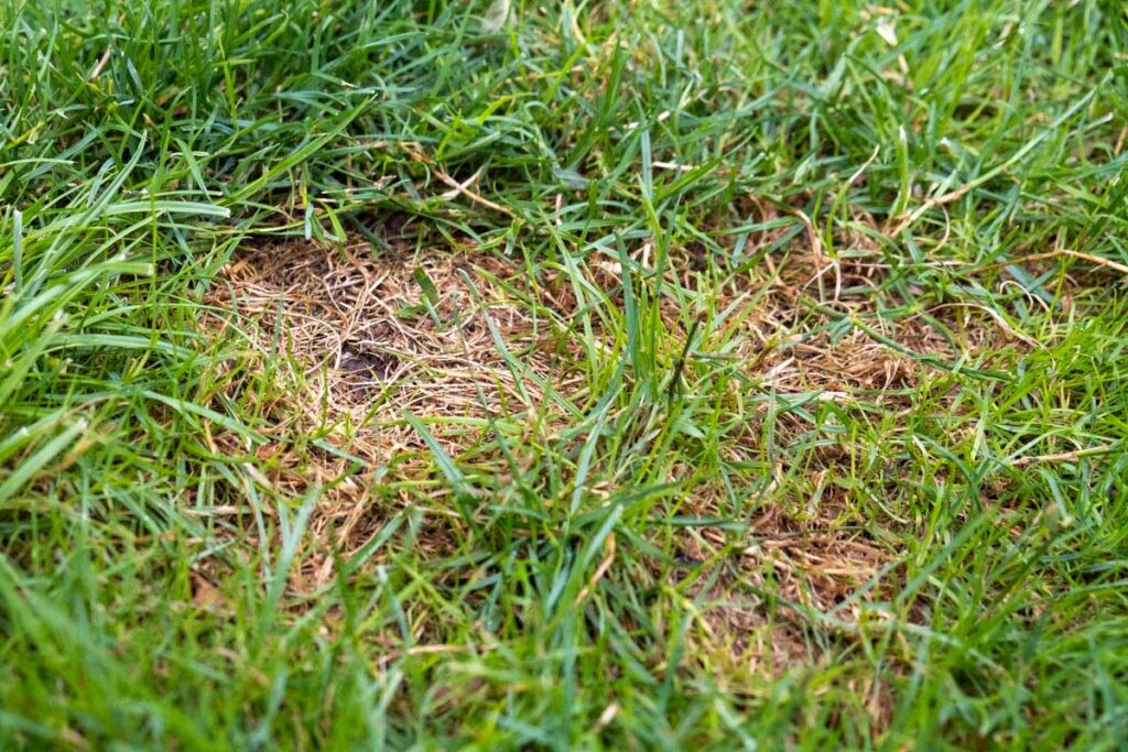 Ein ungesund aussehender, lückenhafter Rasen mit braunen, abgestorbenen Stellen kann ein Hinweis auf die Larven der Wiesenschnaken im Rasen sein. 