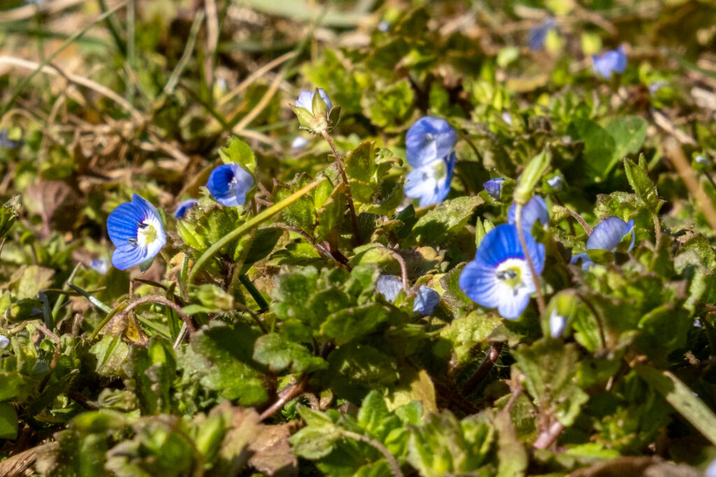 Veronica im Rasen: Erkennbar an den blauen Blüten ist Veronica (Ehrenpreis) sehr schön, allerdings breitet er sich schnell im gepflegten Rasen aus.