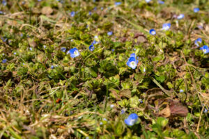 Veronica im Rasen: Wie man den blauen Ehrenpreis im gepflegten Rasen bekämpfen kann.