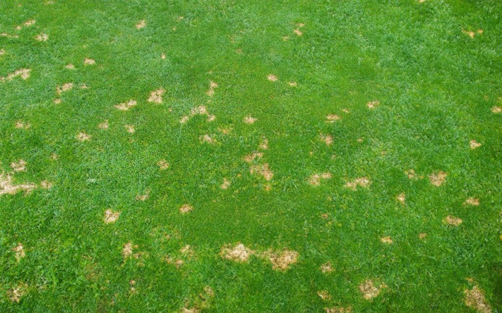 Im weiteren Verlauf der Infektion mit Dollarspot im Rasen bilden sich runde kleine braune Flecken im Rasen.