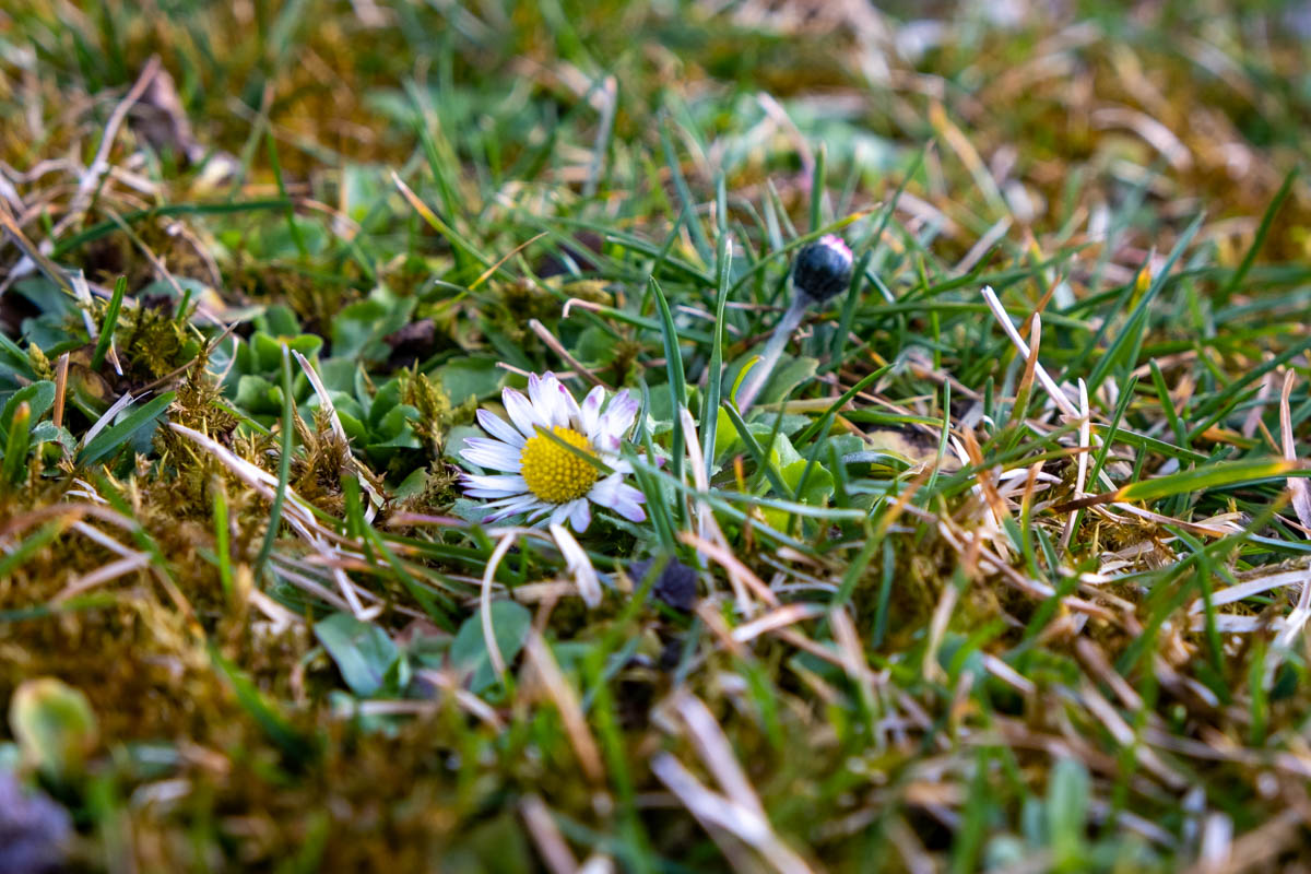 Gänseblümchen sind ein Anzeiger für Nährstoffmangel und gilt als Unkraut im Rasen.