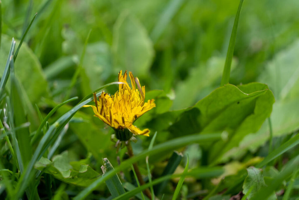 Die leuchtend gelben Blüten sind charakteristisch für den Löwenzahn.