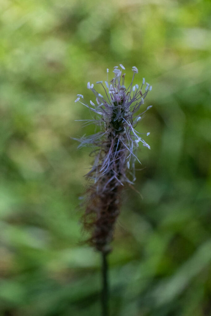 Die Blütenähre des Mittleren Wegerichs besitzt lange, rötlichviolette Staubfäden, die Insekten anziehen.