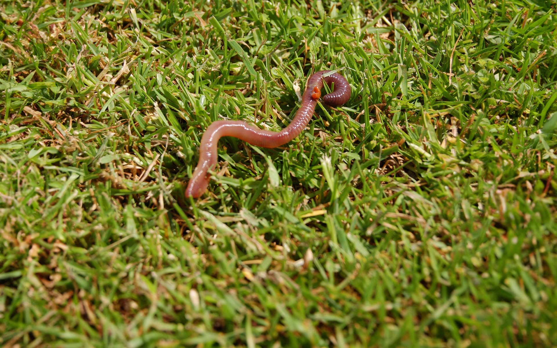 Regenwürmer im Rasen: Bedeutung der Wurm-Haufen auf den Rasen und den Boden.