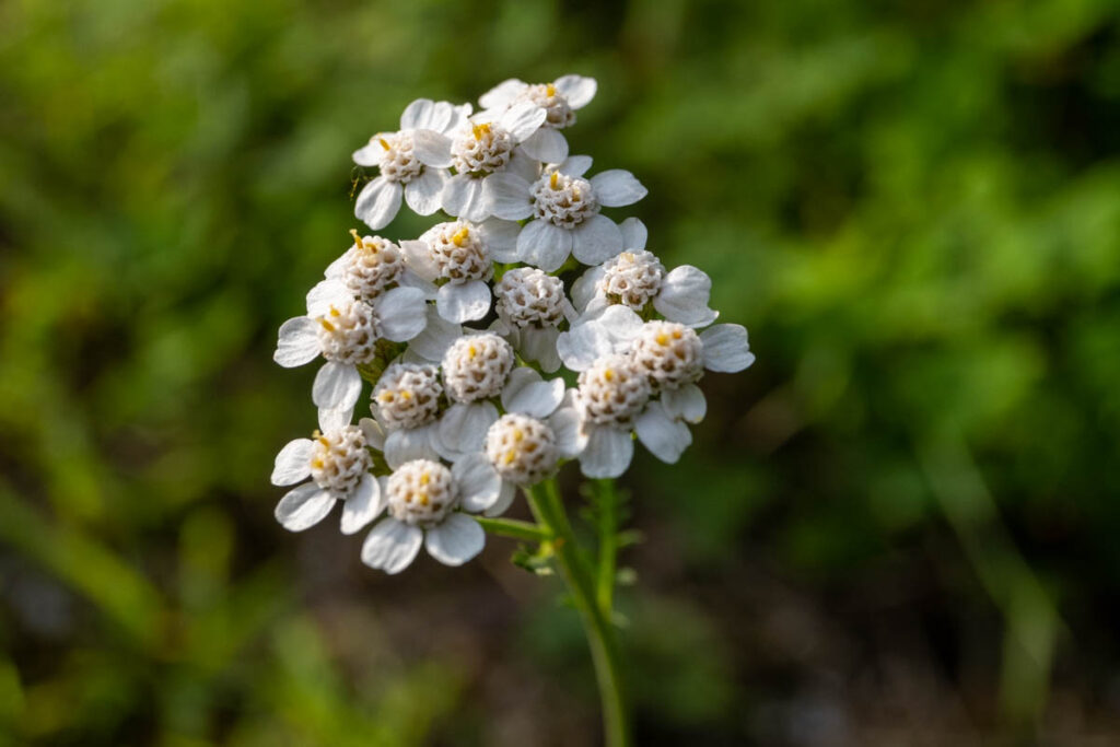Die weißen Blüten der Schafgarbe sind durch die Dolden und die kleinen körbchenförmigen Teilblütenständen leicht zu erkennen.