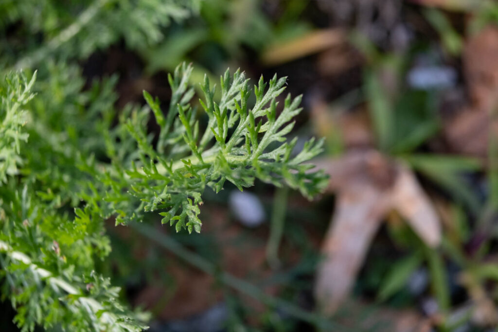 Die Schafgarbe im Rasen ist dominant und verdrängt das Gras.