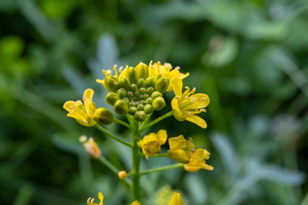 Ihre leuchtend goldgelben Blüten zeigt die Sumpfkresse im Rasen durch regelmässiges Mähen eher nicht.