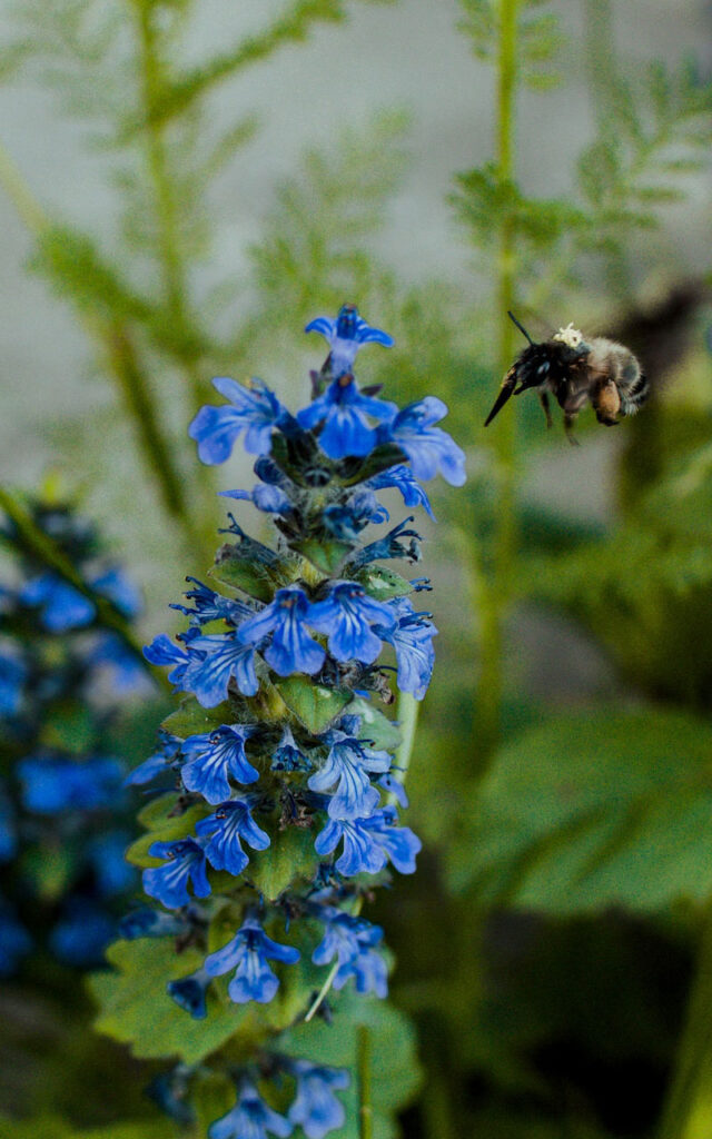 Die Blüte des kriechenden Günsels reicht von Violett bis Blau. Die Form der Blütenkrone wirkt einlippig.