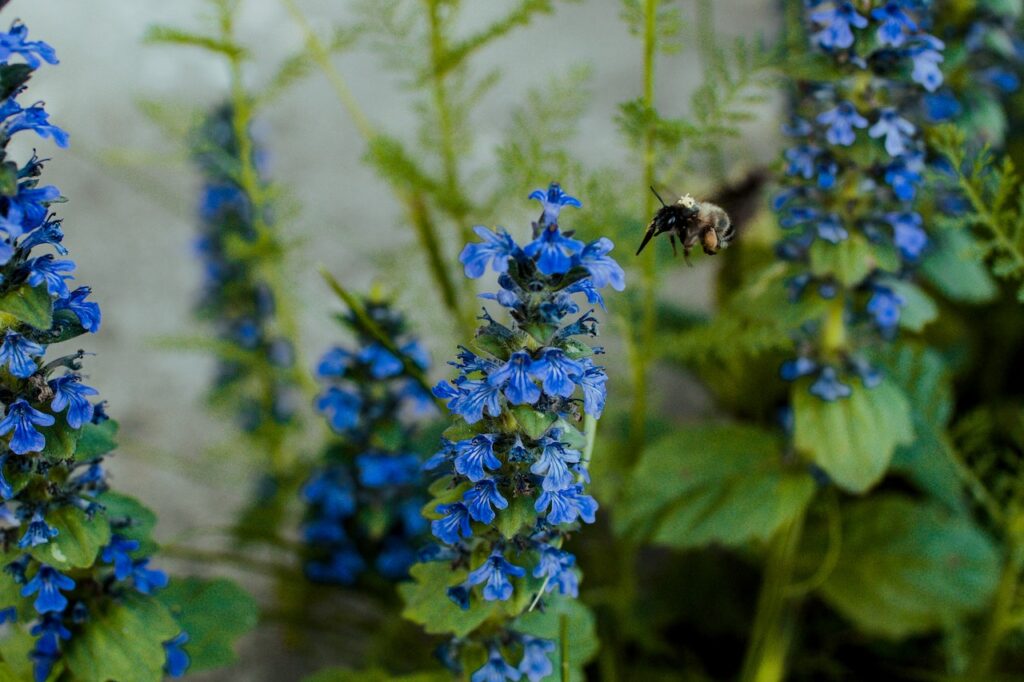 Die Blüte des kriechenden Günsels reicht von Violett bis Blau. Die Form der Blütenkrone wirkt einlippig.