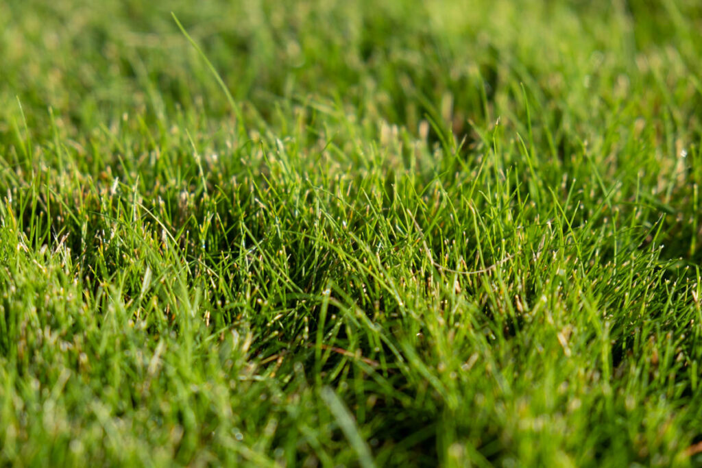 Der Rotschwingel (Festuca Rumbra) hat einen hohen Lignin-Gehalt, der schlecht verrottet. Vertikutieren kann hier nötig sein, um den entstehenden Filz abzubauen.