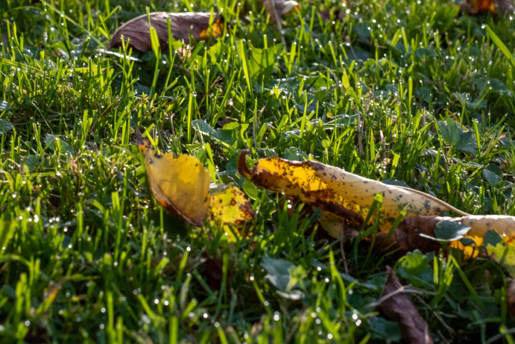 Rasenpflege im Herbst beinhaltet auch das Entfernen von Laub und Fallobst, um Pilzkrankheiten zu vermeiden.