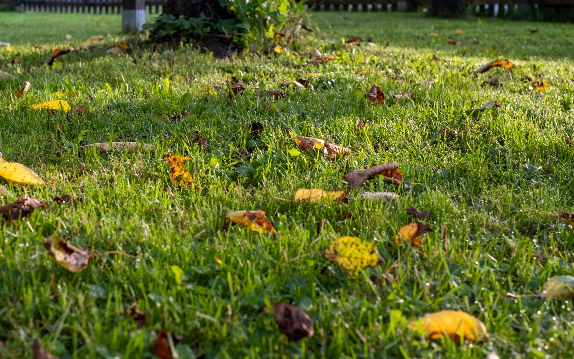 Rasenpflege im Herbst: Den Rasen für den Winter vorbereiten