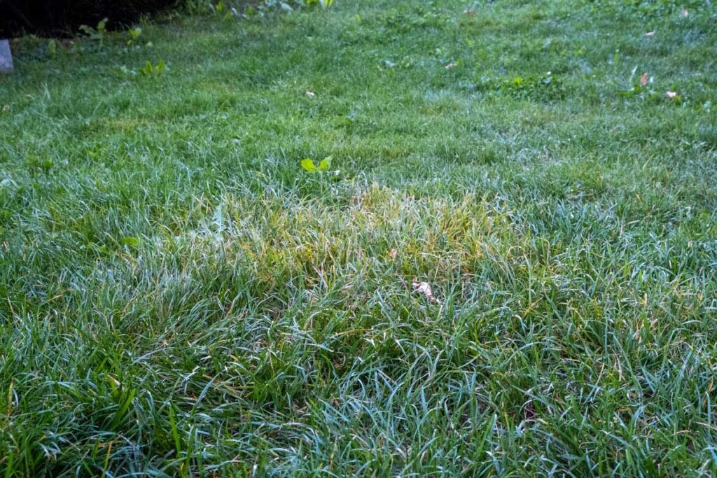 Rost im Rasen verbreitet sich nestartig, gut erkennbar an den gelb-braunen Bereichen im Gras.