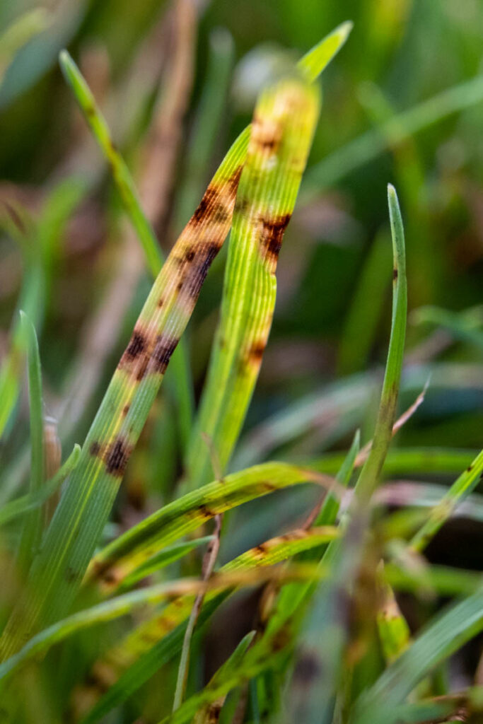 Die ersten Anzeichen einer Rostinfektion zeigen sich oft als farbliche Veränderungen auf den Grasblättern. 