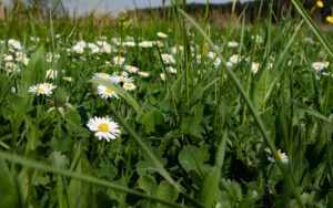 Blumenwiese mähen: Richtiges Timing und Technik