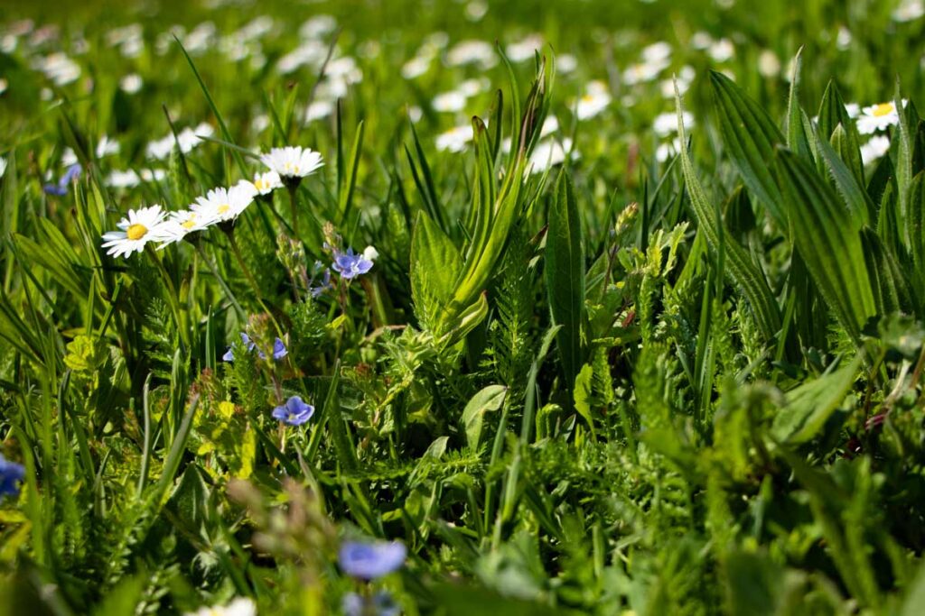 Die Umwandlung einer konventionellen Rasenfläche in eine Kräuter- oder Wildblumenwiese ist ein langfristiges Projekt. 