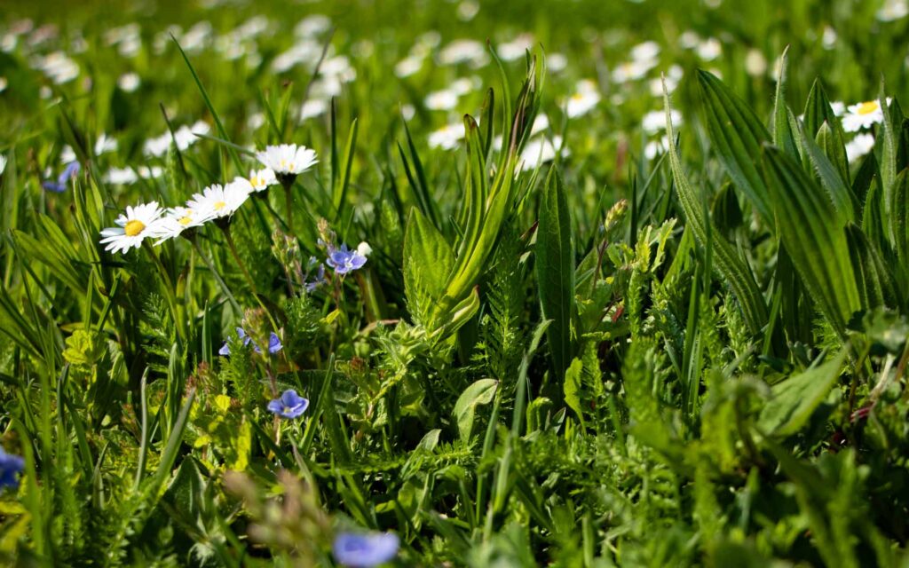 Wildwiesen anlegen ohne Umgraben: Wildblumenwiesen auf herkömmlichen Rasen anlegen.