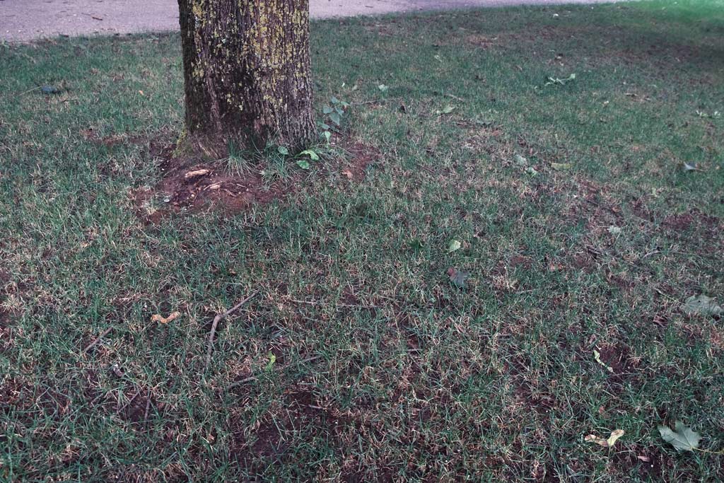 Bäume und Hecken nehmen dem Rasen nicht nur Sonnenlicht, sondern entziehen dem Rasen auch Nährstoffe. So entstehen Lücken im Rasen.